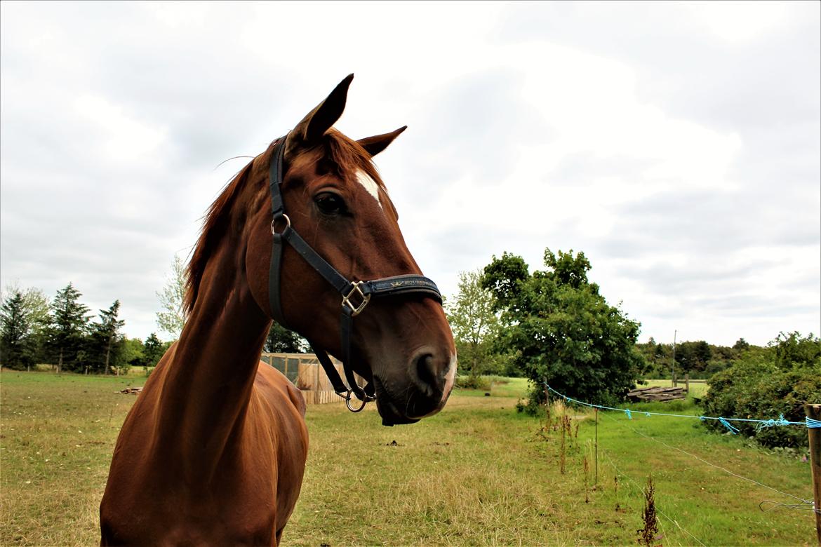 Dansk Varmblod bjerregårdens Trischia  billede 2