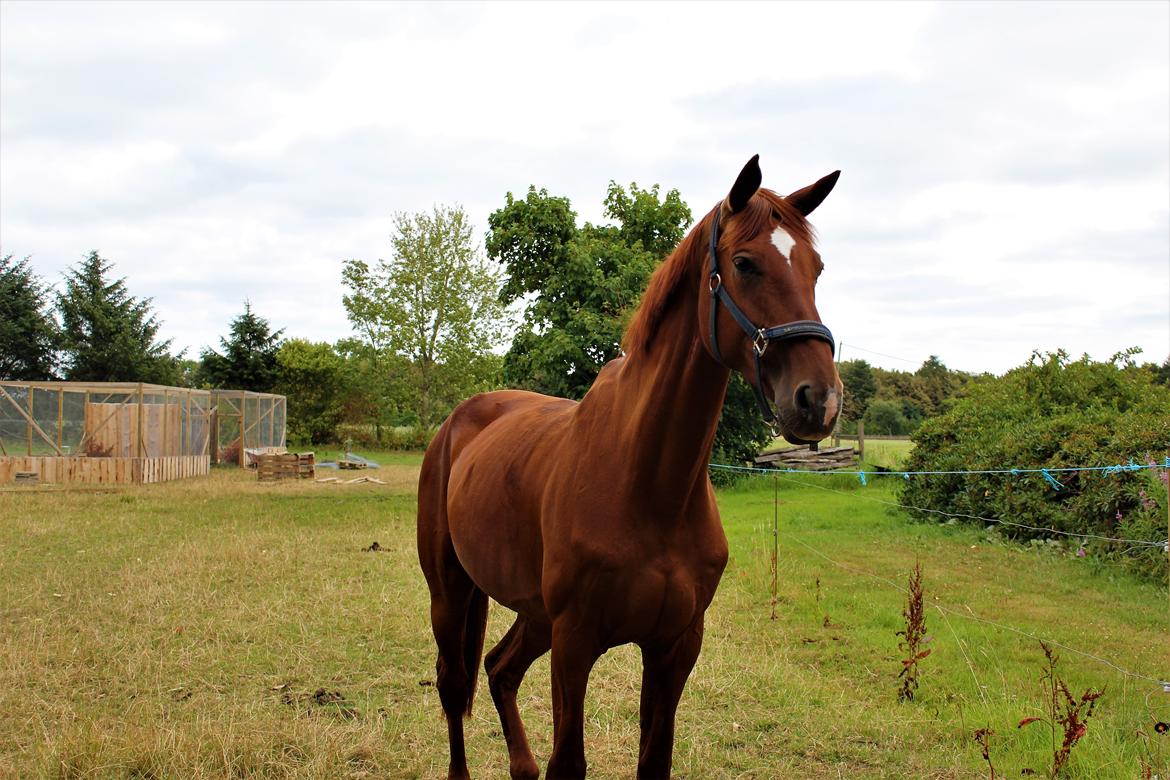 Dansk Varmblod bjerregårdens Trischia  billede 10