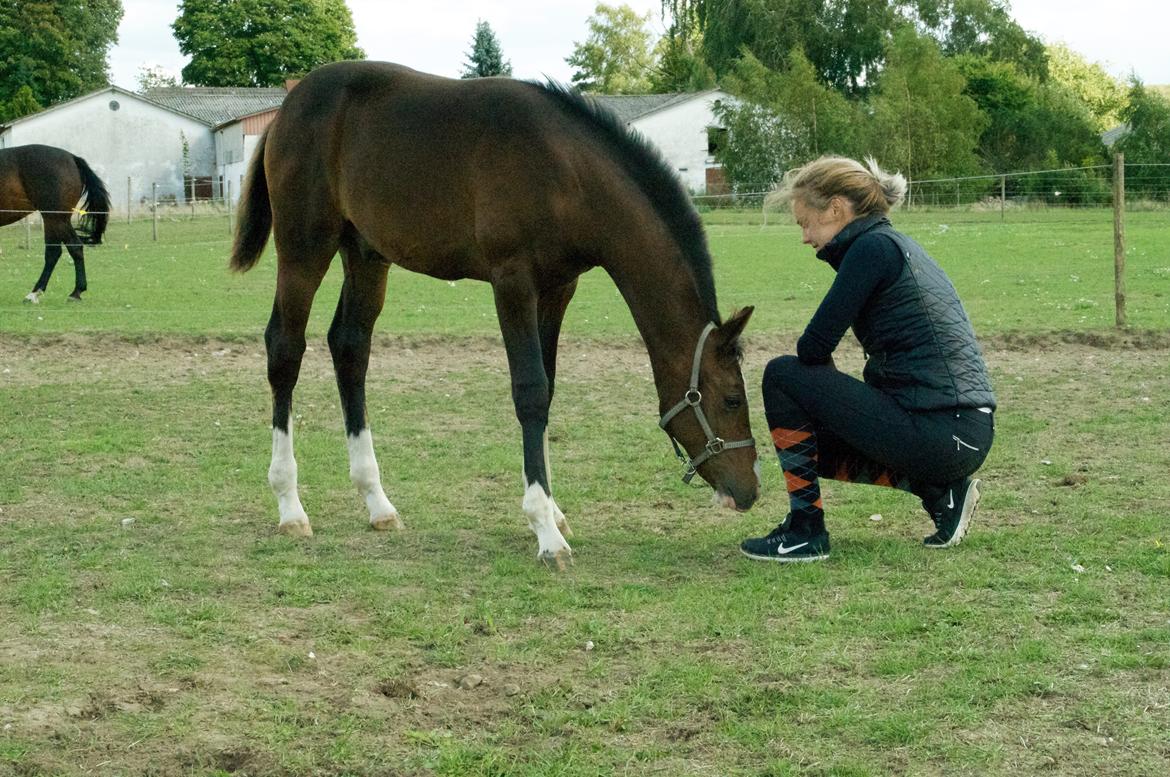 Dansk Varmblod Facination - 28/08-2018 - mads 4 måneder gammel billede 10