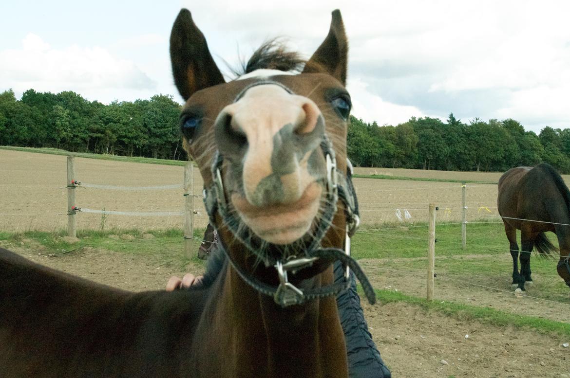 Dansk Varmblod Facination - 28/08-2018 - mads 4 måneder gammel billede 19