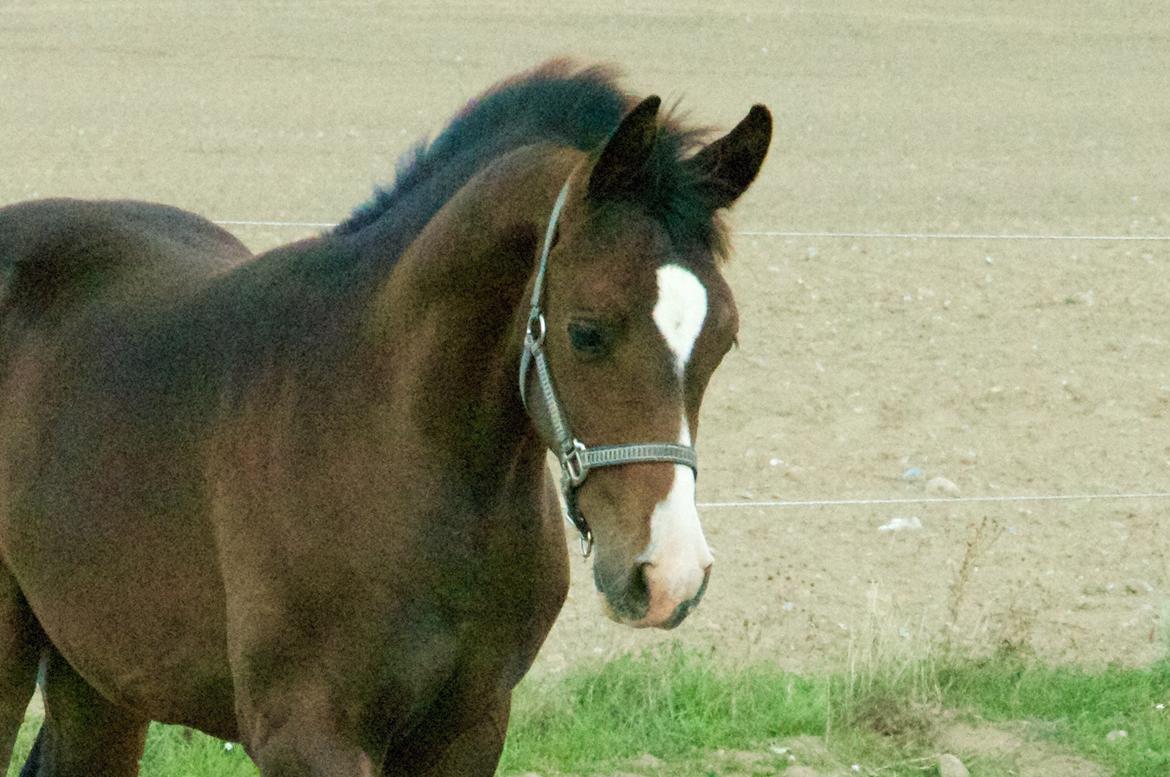 Dansk Varmblod Facination - 28/08-2018 - mads 4 måneder gammel billede 14