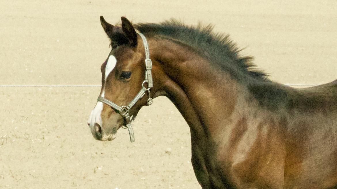 Dansk Varmblod Facination - 28/08-2018 - mads 4 måneder gammel billede 9