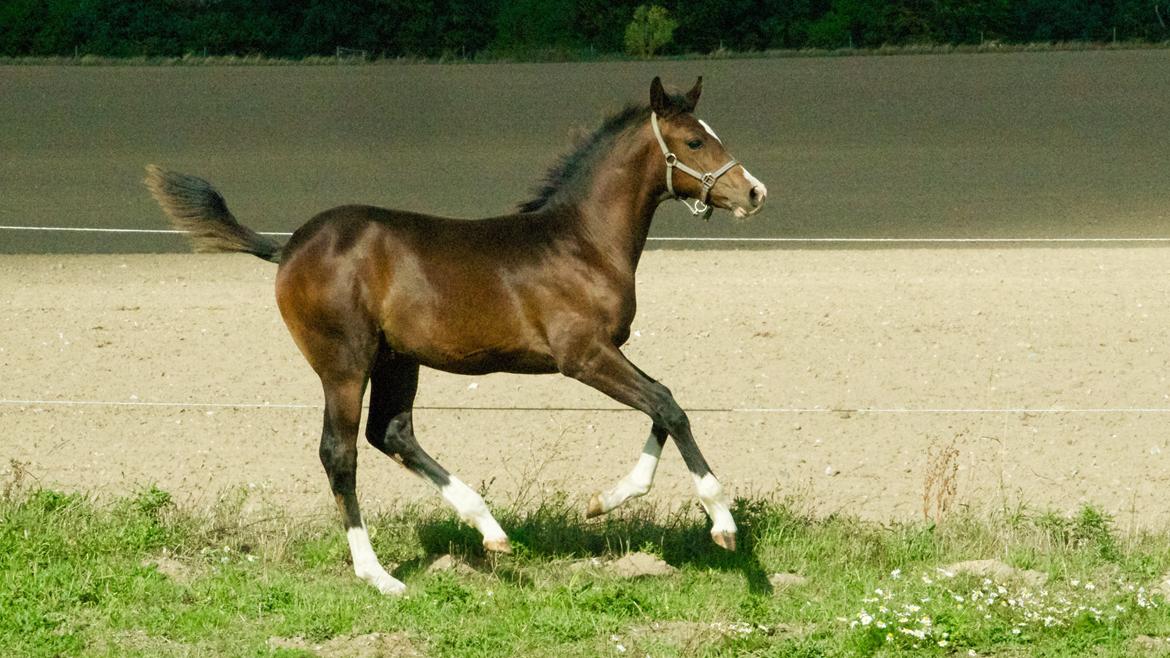 Dansk Varmblod Facination - 28/08-2018 - mads 4 måneder gammel billede 12