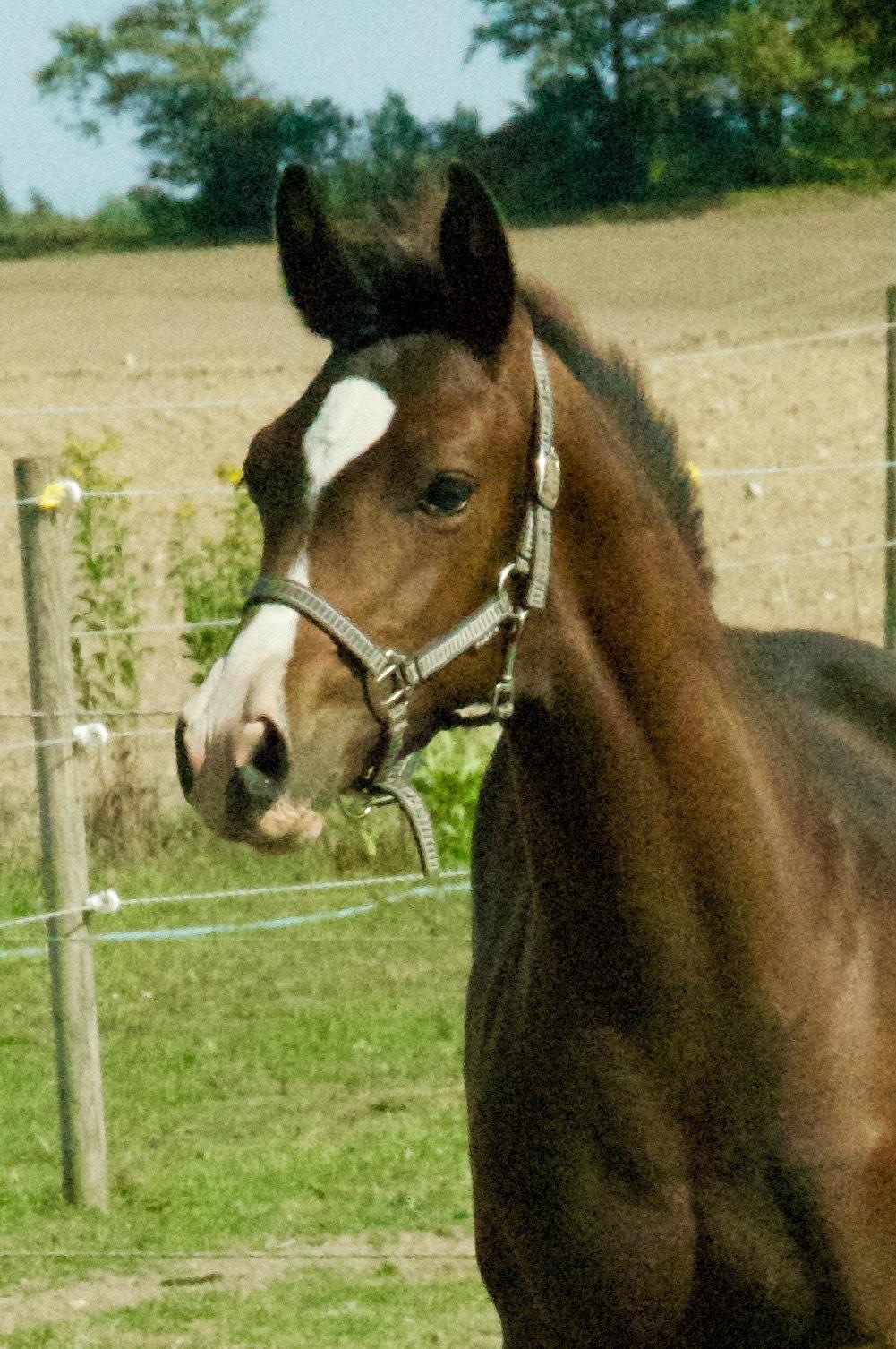 Dansk Varmblod Facination - 28/08-2018 - mads 4 måneder gammel billede 13