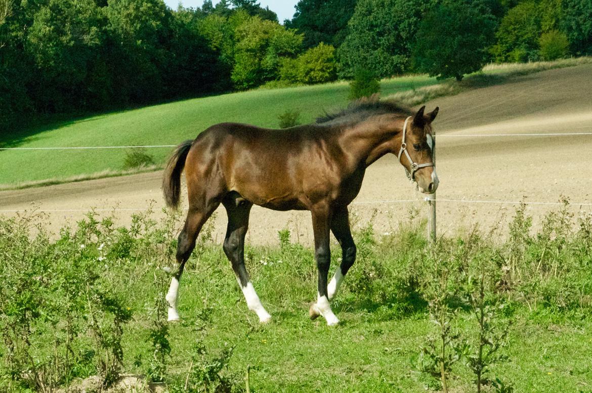Dansk Varmblod Facination - 28/08-2018 - mads 4 måneder gammel billede 11