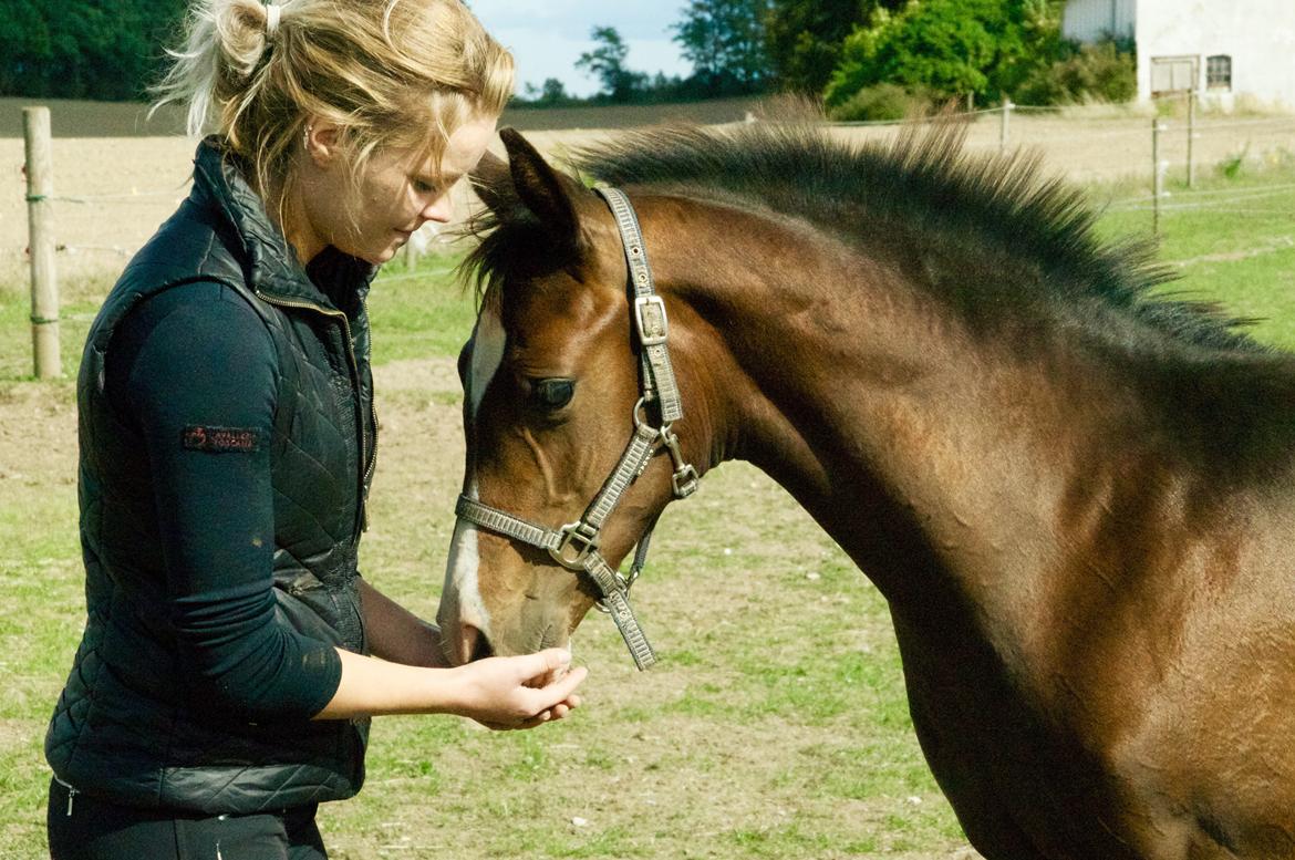 Dansk Varmblod Facination - 28/08-2018 - mads 4 måneder gammel billede 15