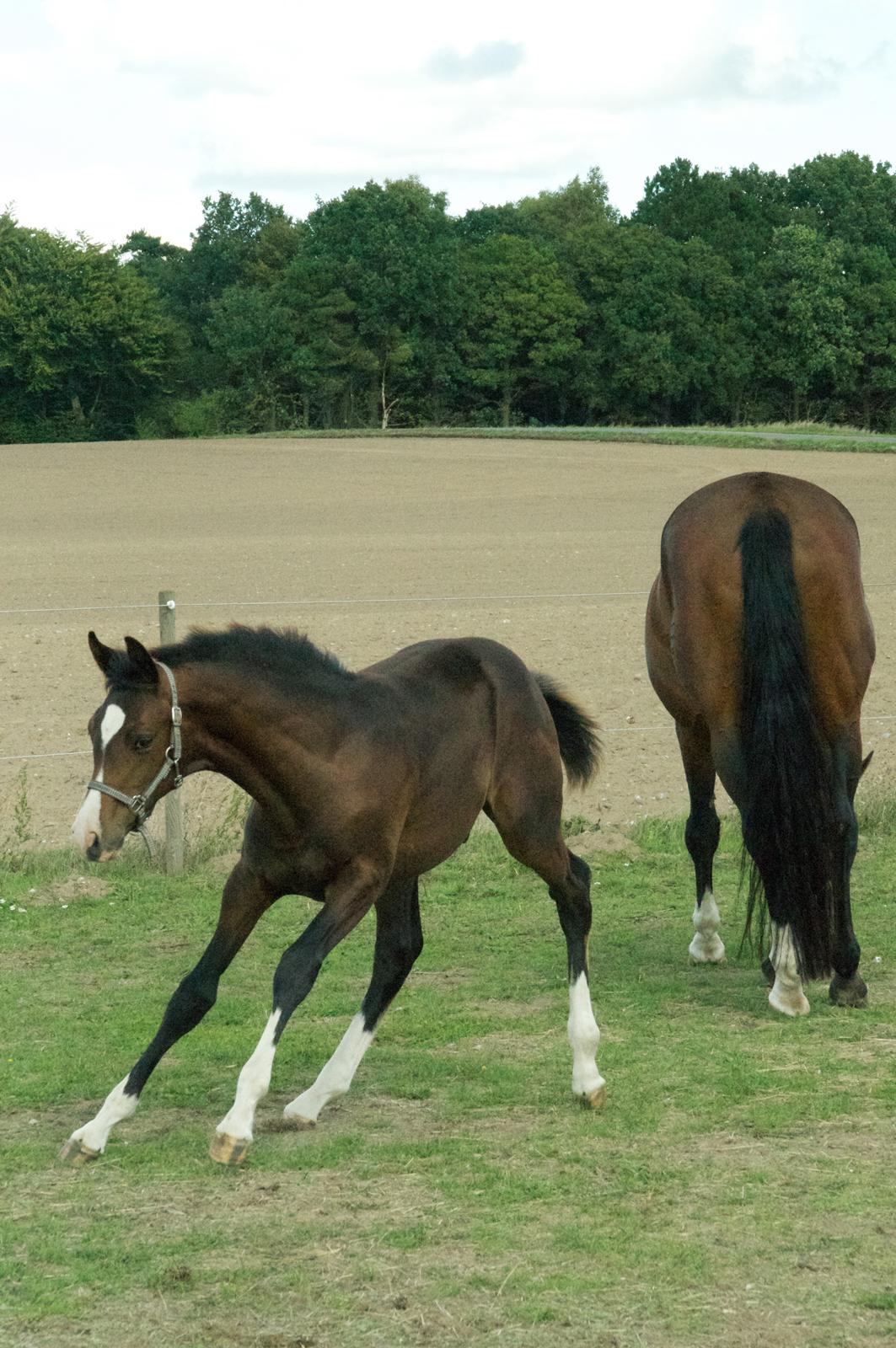 Dansk Varmblod Facination - 28/08-2018 - mads 4 måneder gammel billede 16