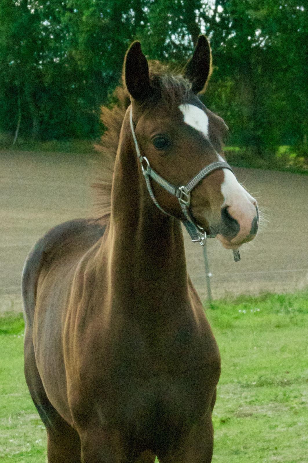 Dansk Varmblod Facination - 28/08-2018 - mads 4 måneder gammel billede 17