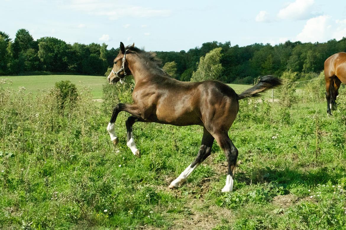 Dansk Varmblod Facination - 28/08-2018 - mads 4 måneder gammel billede 18