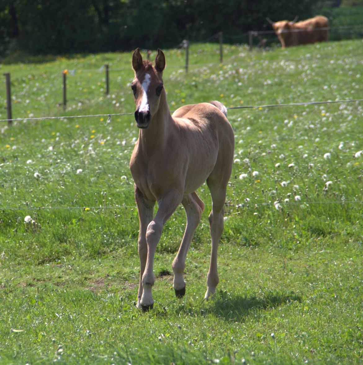 Arabisk fuldblod (OX) Midnight dream ox billede 2