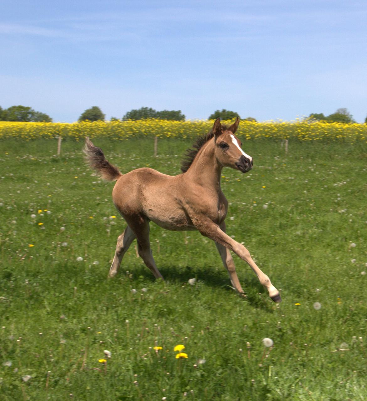 Arabisk fuldblod (OX) Midnight dream ox billede 3