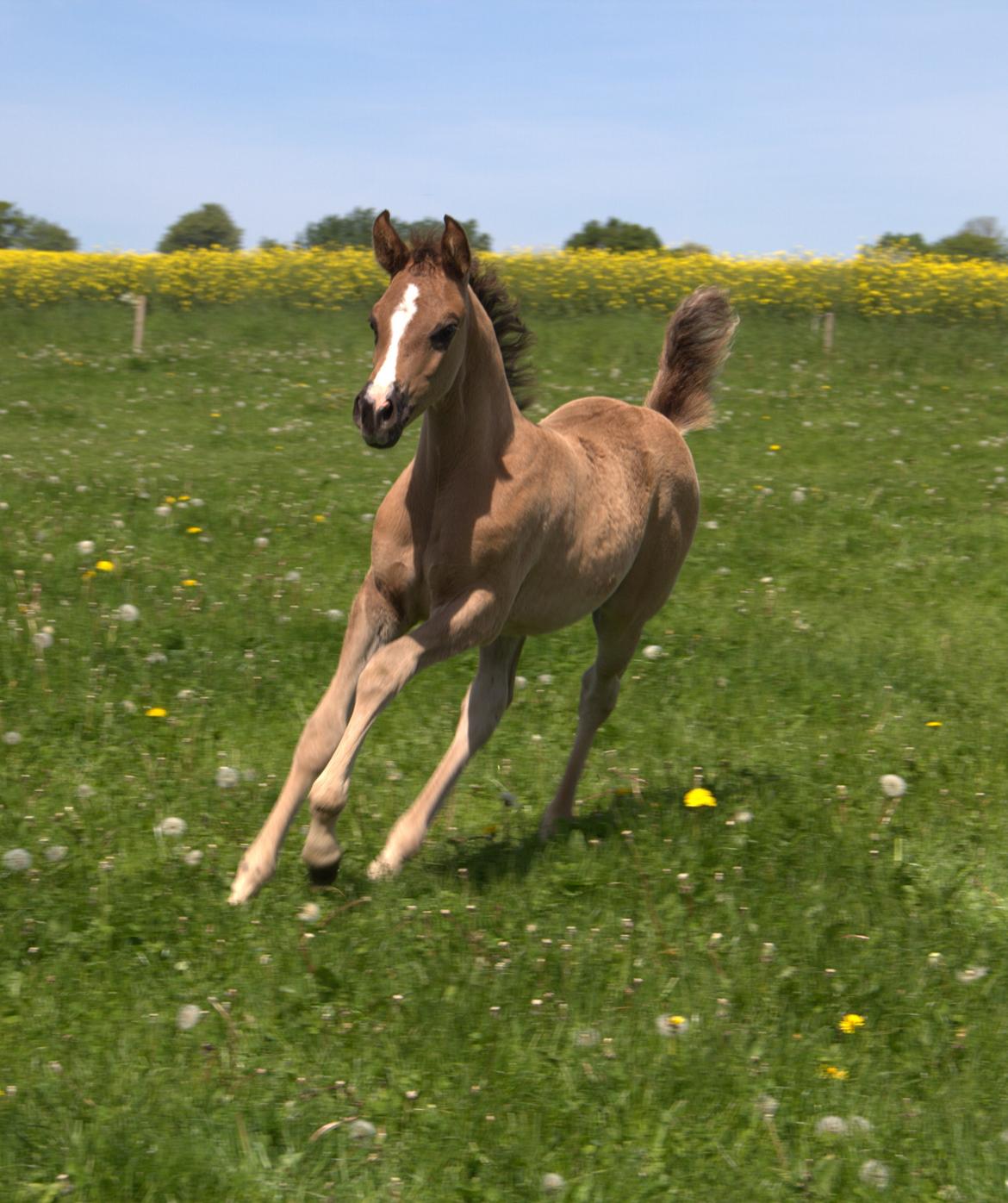 Arabisk fuldblod (OX) Midnight dream ox billede 4