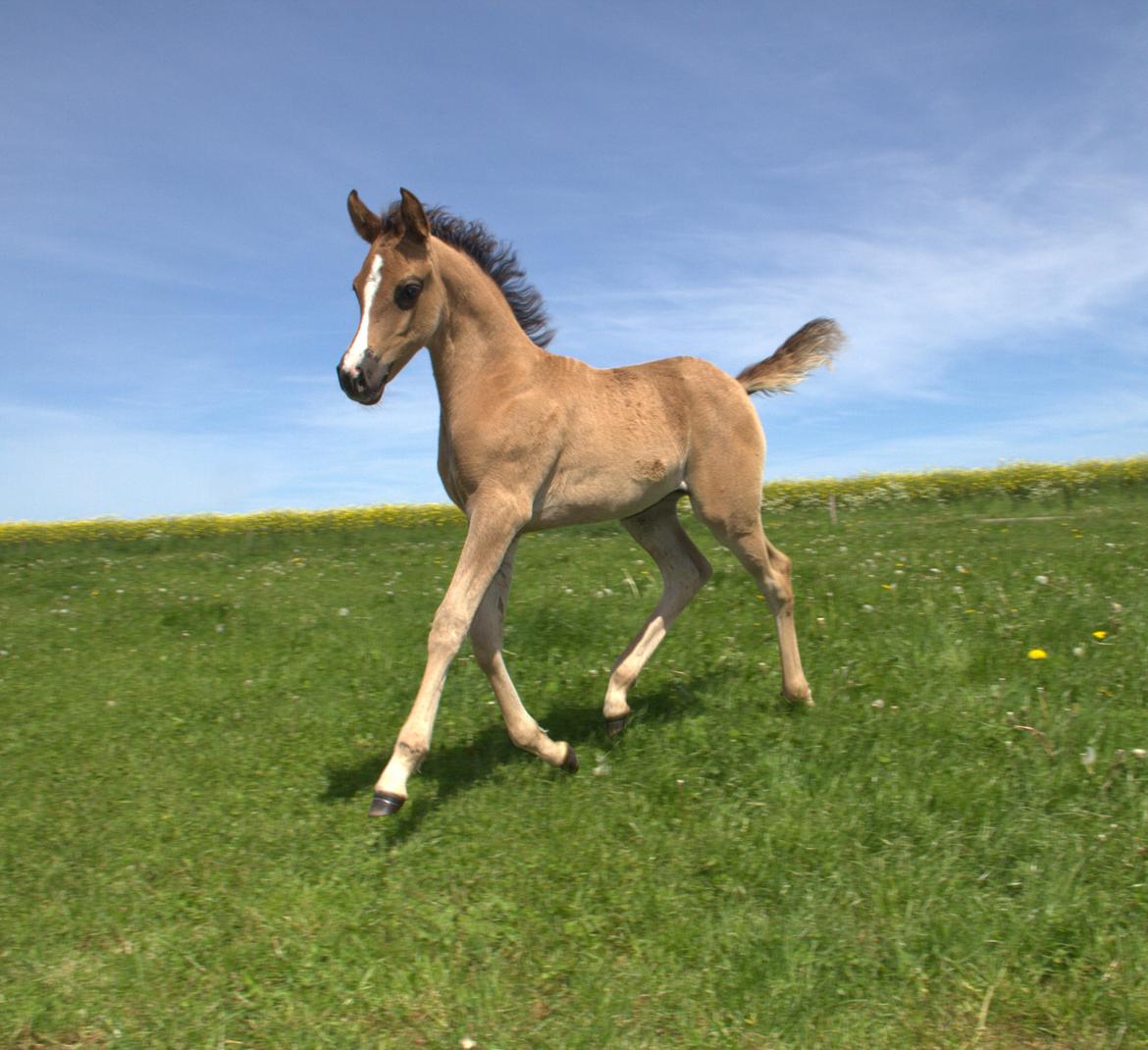 Arabisk fuldblod (OX) Midnight dream ox billede 5