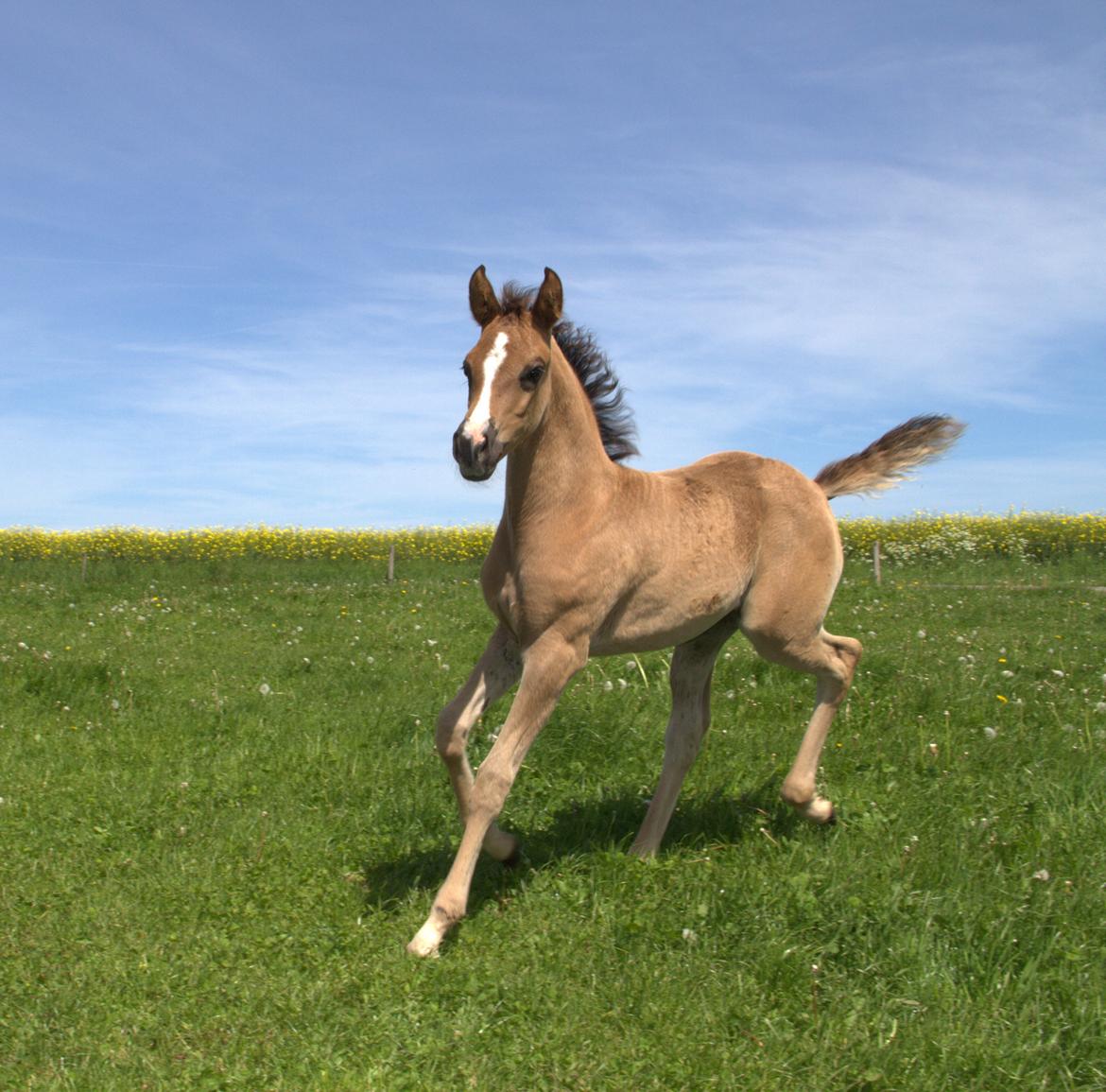 Arabisk fuldblod (OX) Midnight dream ox - 2017 billede 6