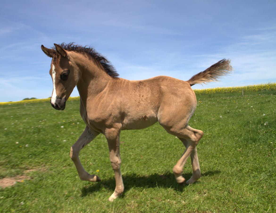 Arabisk fuldblod (OX) Midnight dream ox - 2017 billede 7