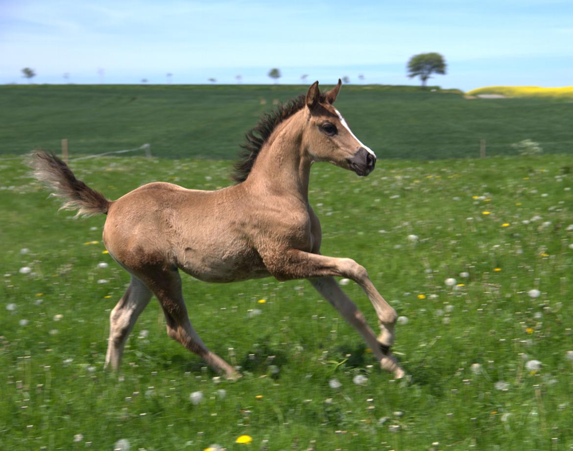 Arabisk fuldblod (OX) Midnight dream ox billede 1