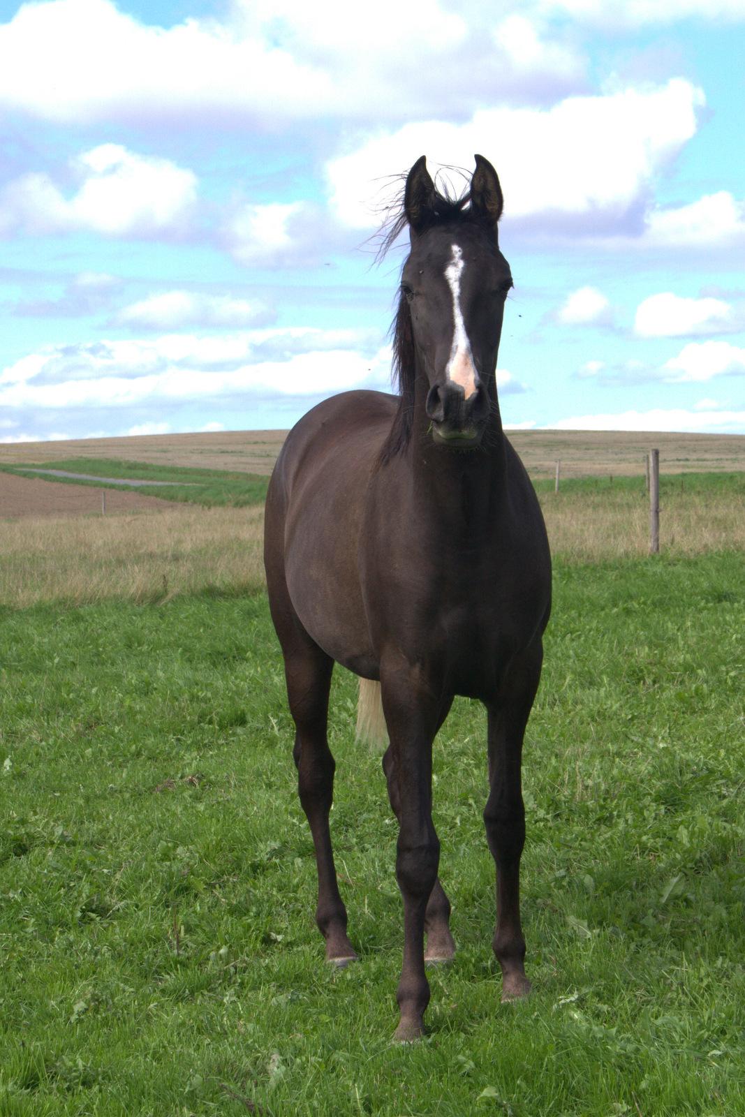 Arabisk fuldblod (OX) Midnight dream ox - 2018 billede 8