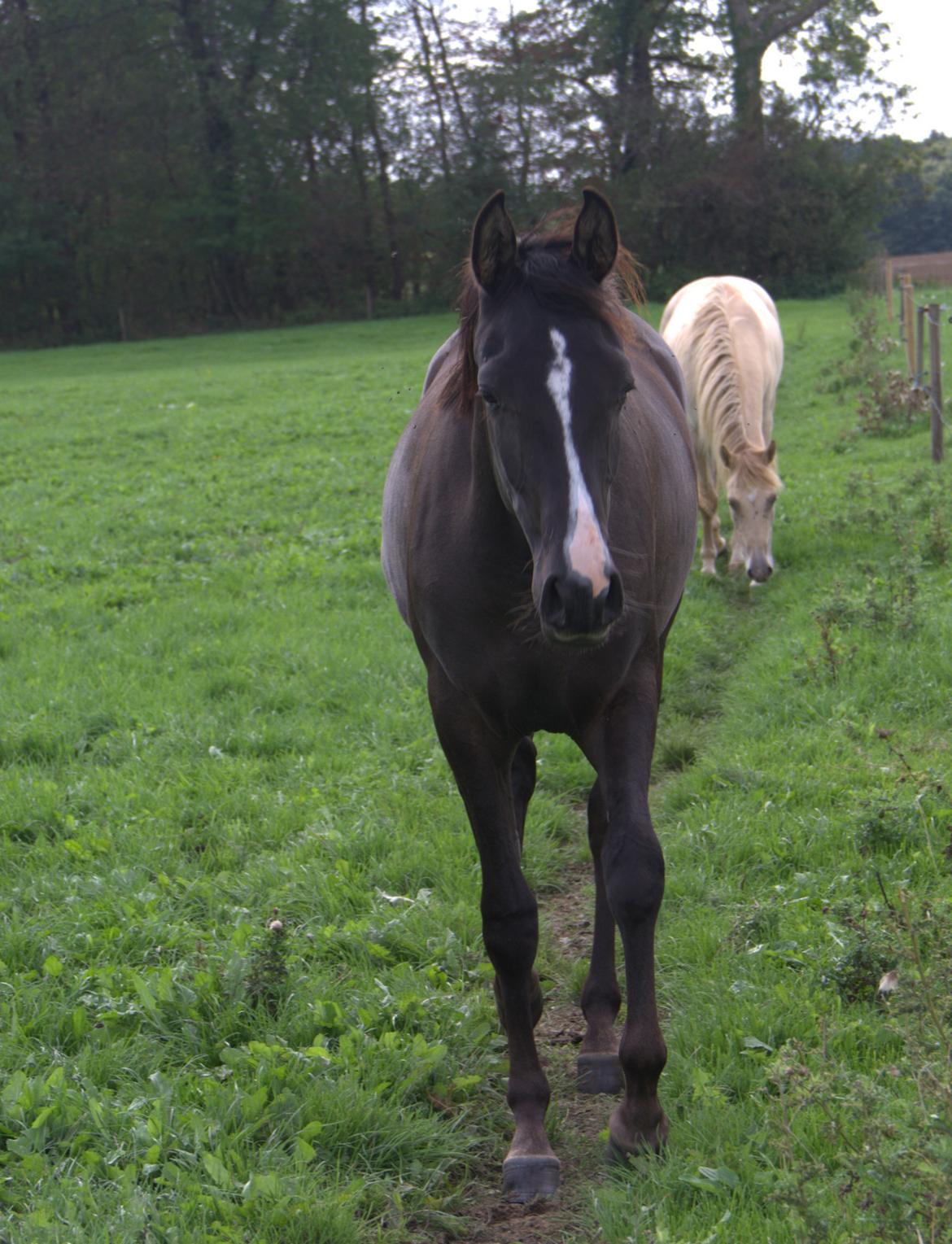 Arabisk fuldblod (OX) Midnight dream ox billede 12