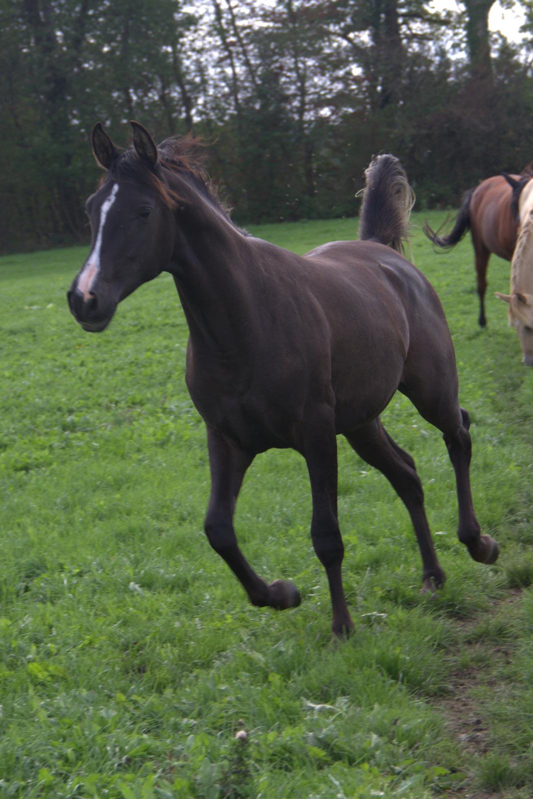 Arabisk fuldblod (OX) Midnight dream ox - 2018 billede 9