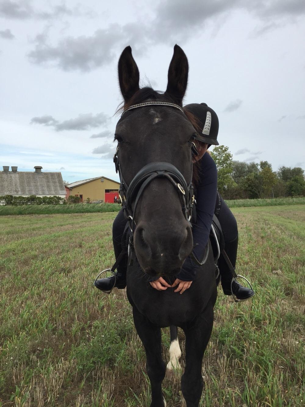 Oldenborg Obelix - Risebjerg billede 10