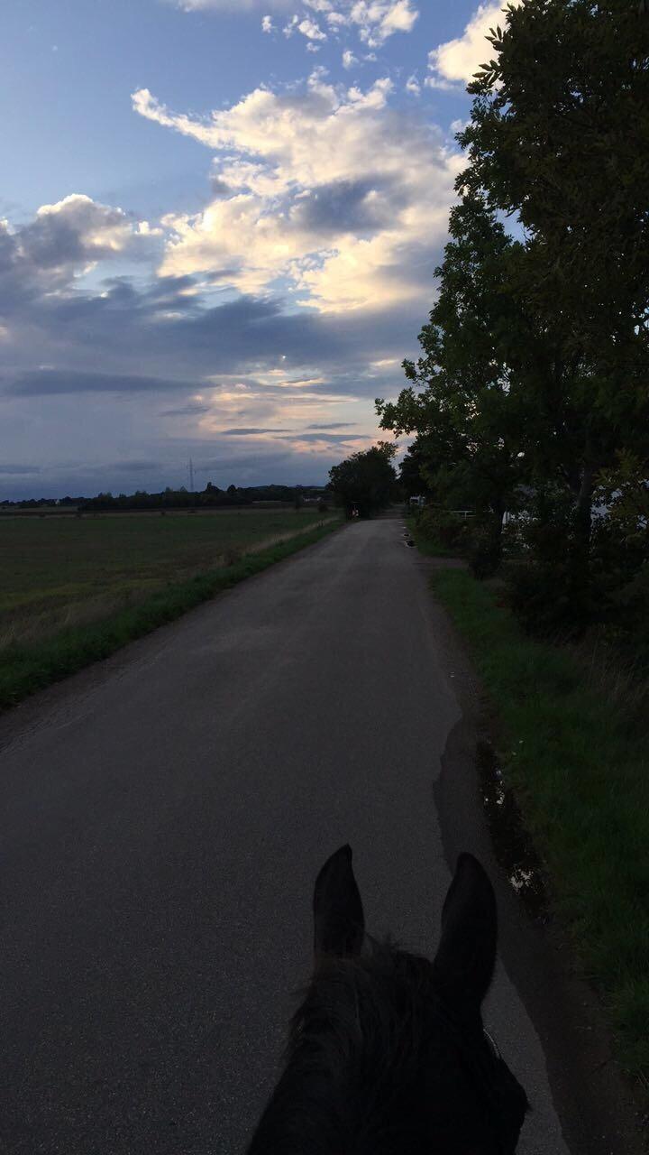 Oldenborg Obelix - Risebjerg billede 12