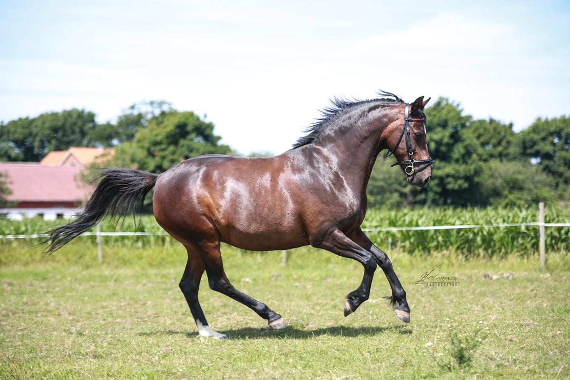 Knabstrupper Jamaicas drøm billede 3