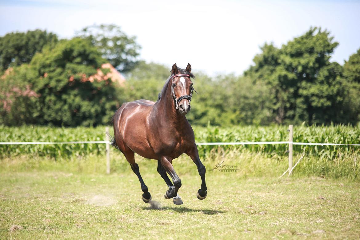 Knabstrupper Jamaicas drøm billede 4