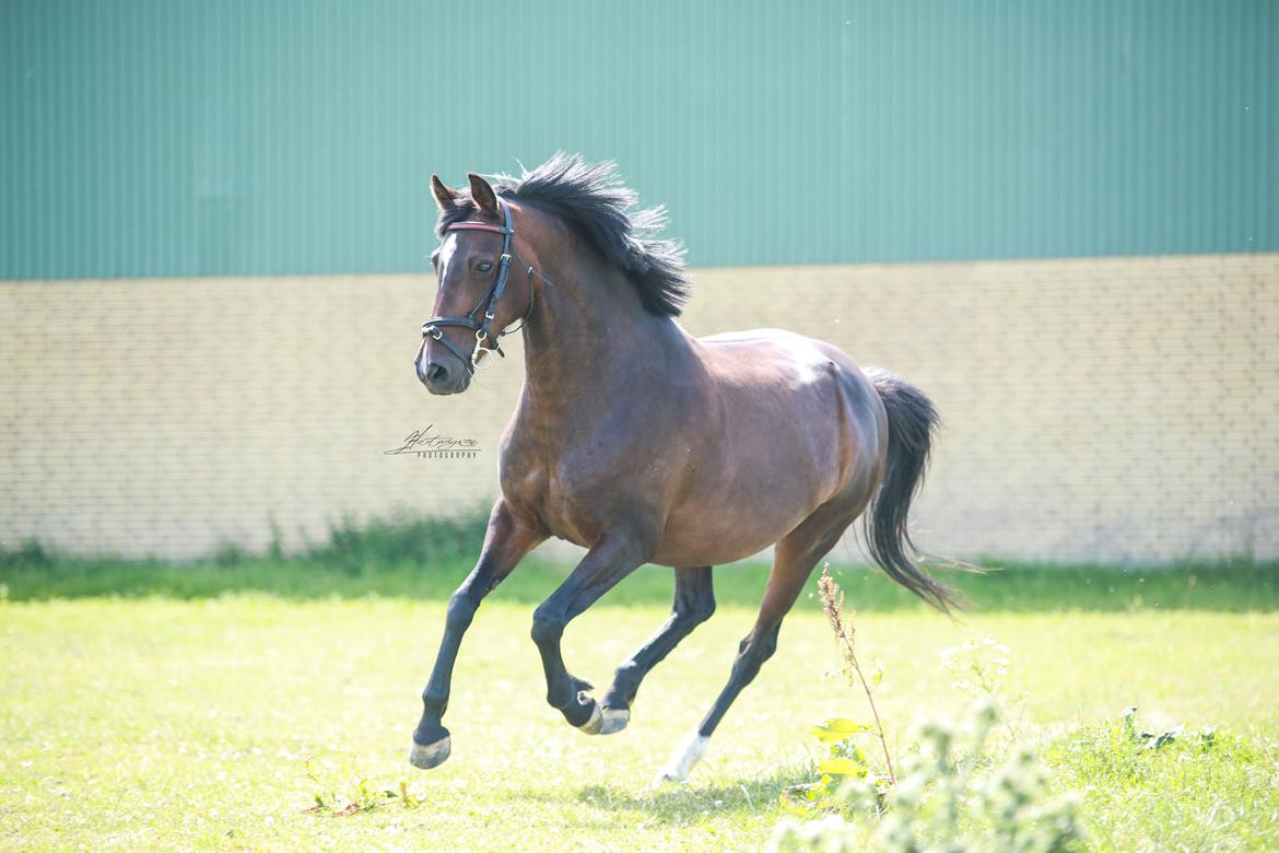 Knabstrupper Jamaicas drøm billede 5