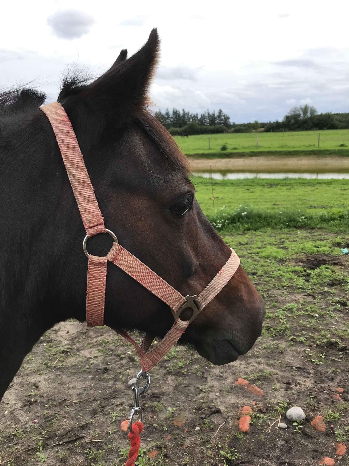 Knabstrupper Jamaicas drøm billede 8