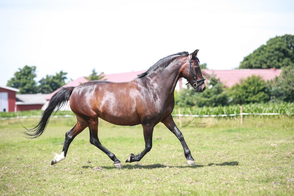 Knabstrupper Jamaicas drøm billede 7