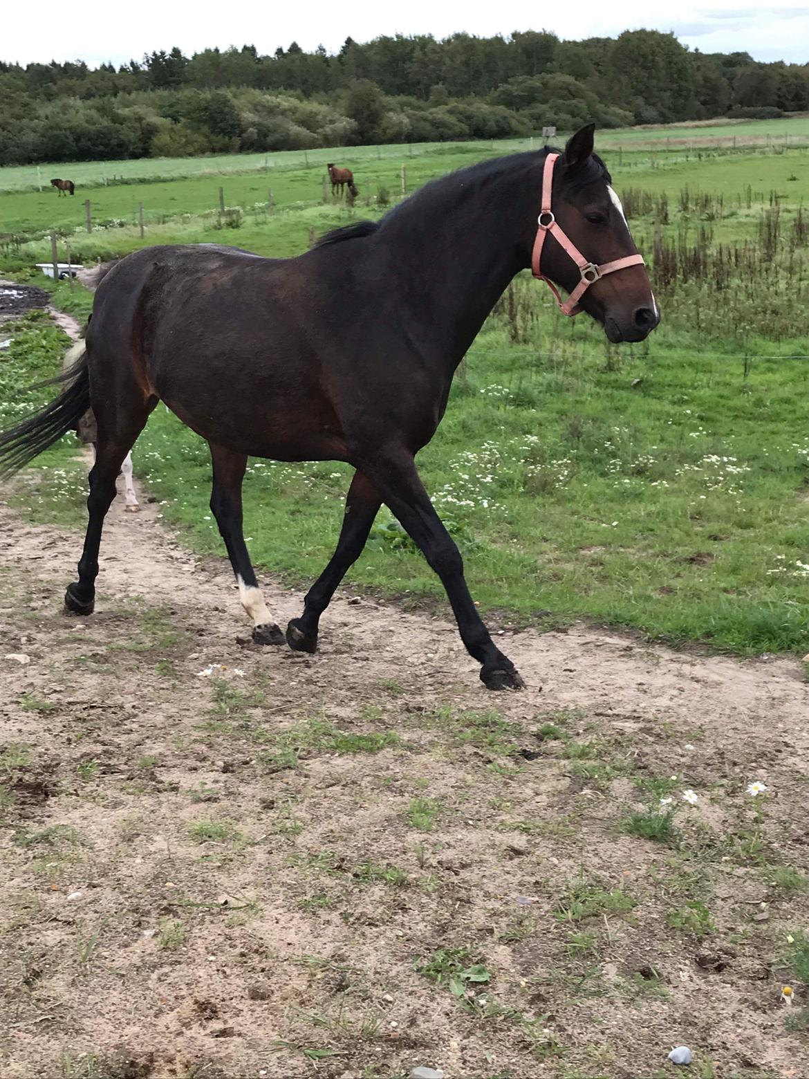 Knabstrupper Jamaicas drøm billede 9