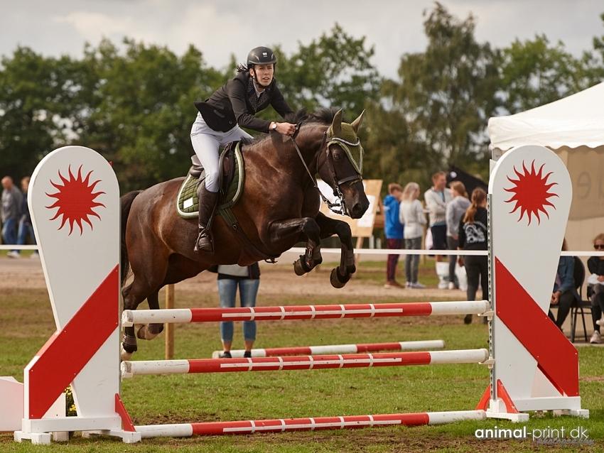 Anden særlig race Egekjaers Casmir - 90cm på stor hestedag billede 2