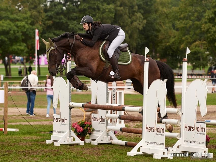 Anden særlig race Egekjaers Casmir - 90cm på stor hestedag billede 3