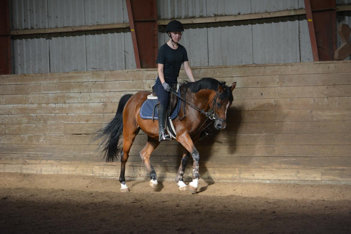 Anden særlig race Premiat (Prop) billede 18