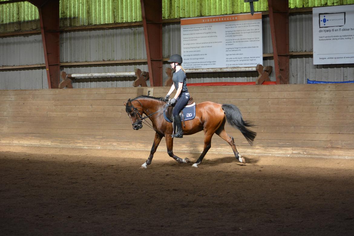 Anden særlig race Premiat (Prop) billede 20