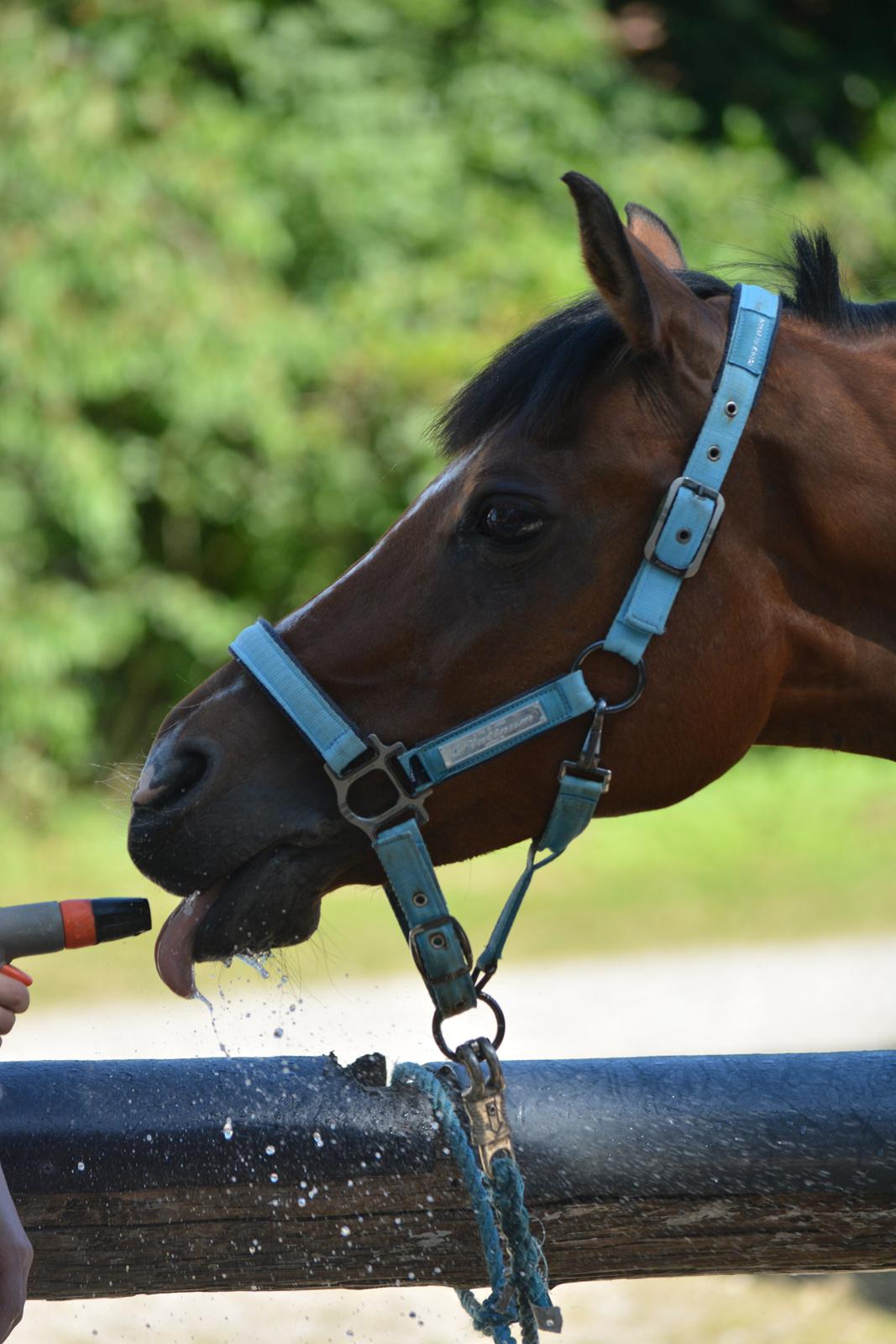 Anden særlig race Premiat (Prop) billede 19