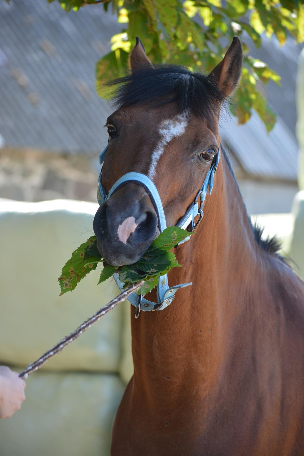 Anden særlig race Premiat (Prop) billede 1