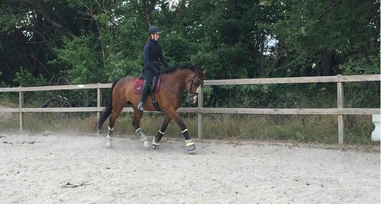 Dansk Varmblod Ivory billede 3