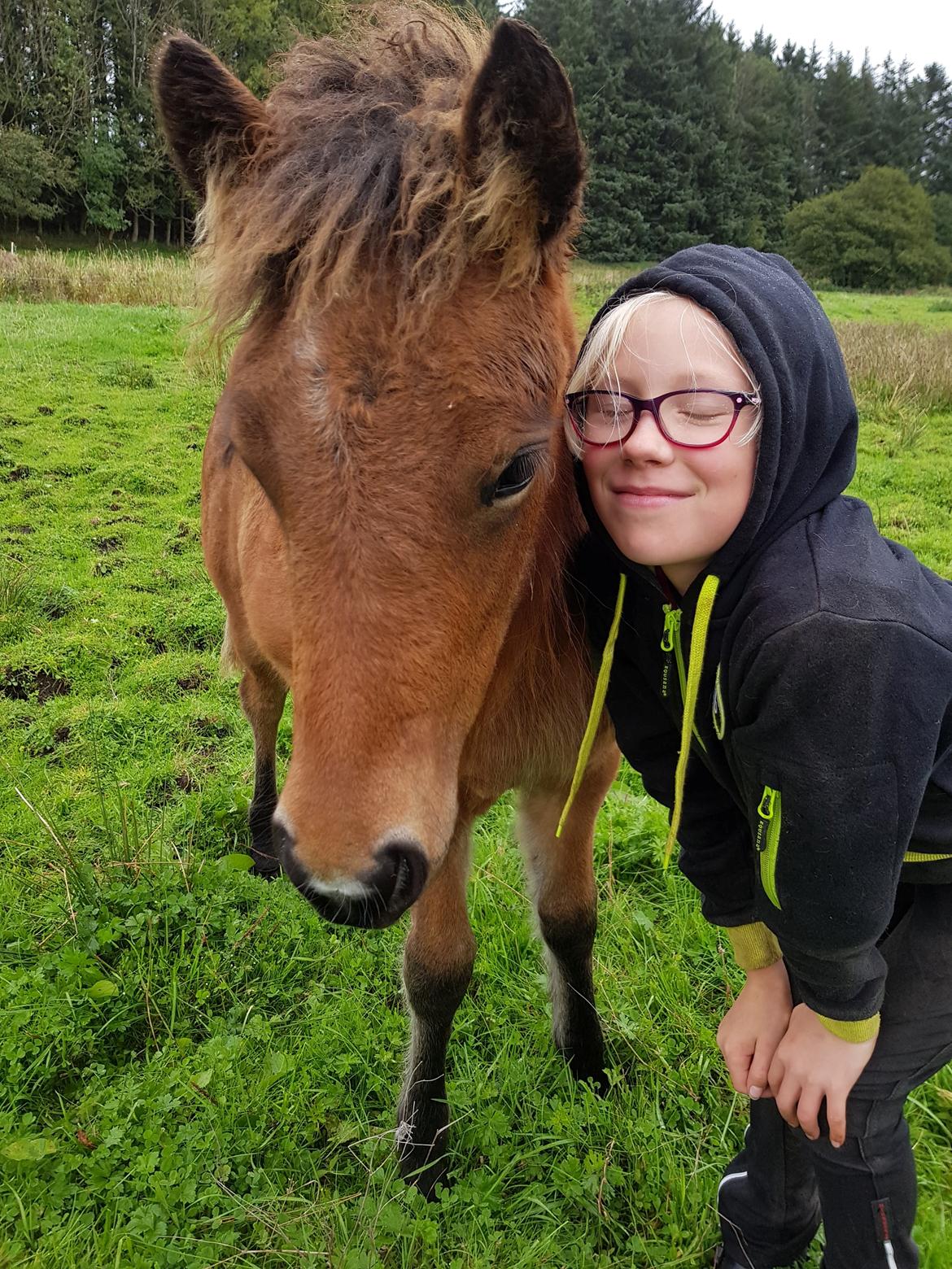 Islænder Sóldögg fra Vang billede 15