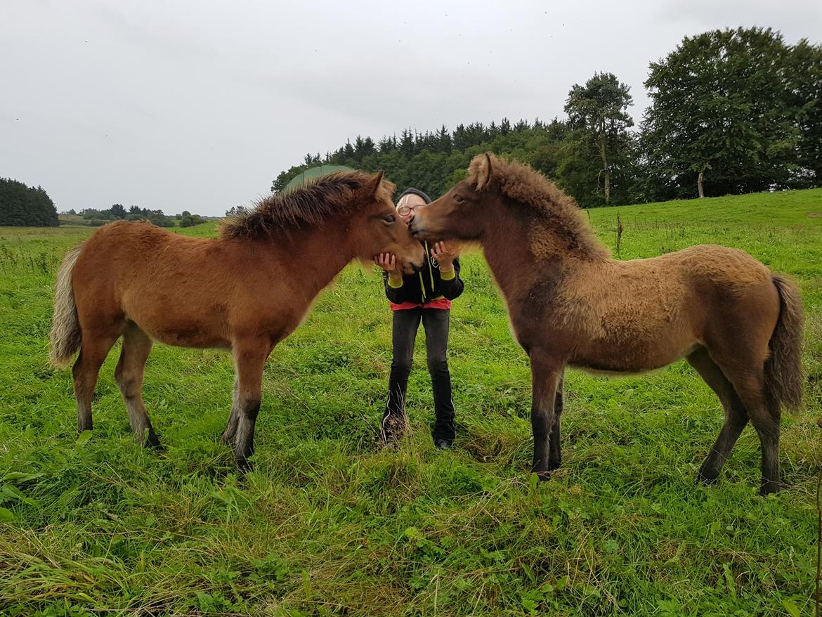 Islænder Sóldögg fra Vang billede 16