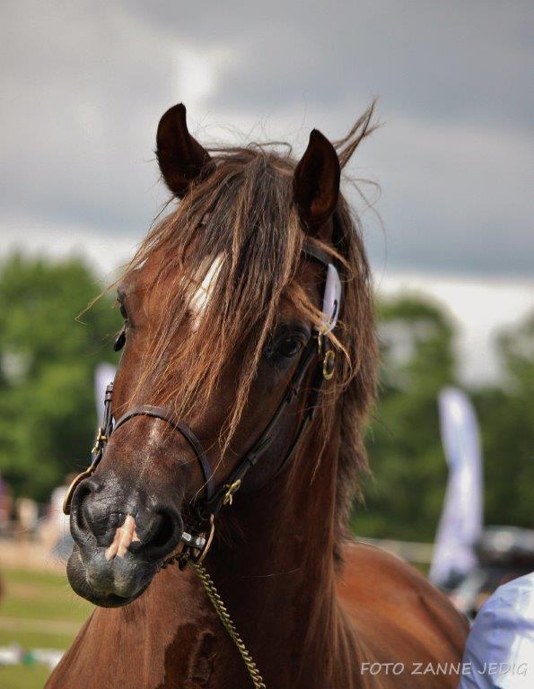 Welsh Cob (sec D) Maesbrithdir Super King billede 3