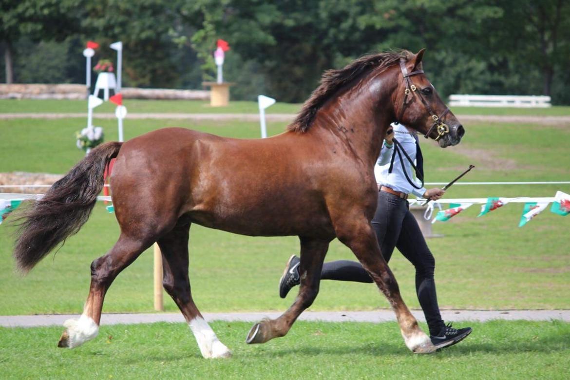 Welsh Cob (sec D) Maesbrithdir Super King billede 4