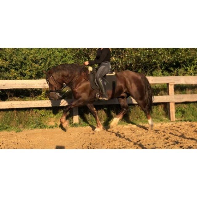 Welsh Cob (sec D) Maesbrithdir Super King billede 5
