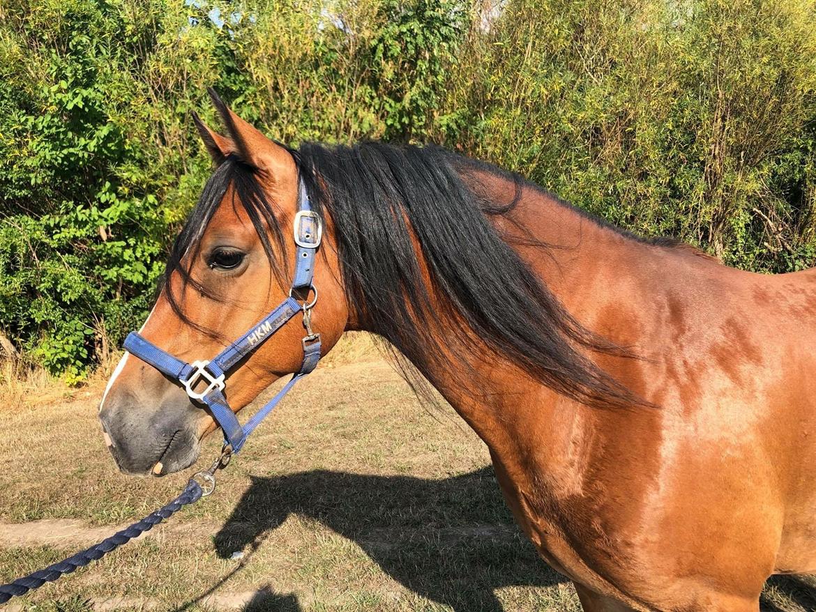 Welsh Cob (sec D) Danaway Sparc * avlshingst * billede 8