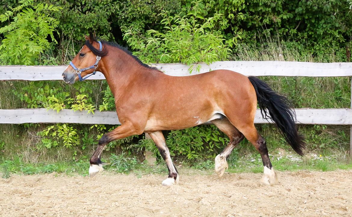 Welsh Cob (sec D) Danaway Sparc * avlshingst * billede 10