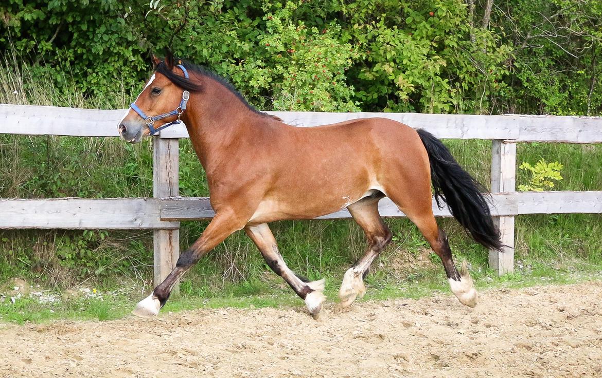 Welsh Cob (sec D) Danaway Sparc * avlshingst * billede 13