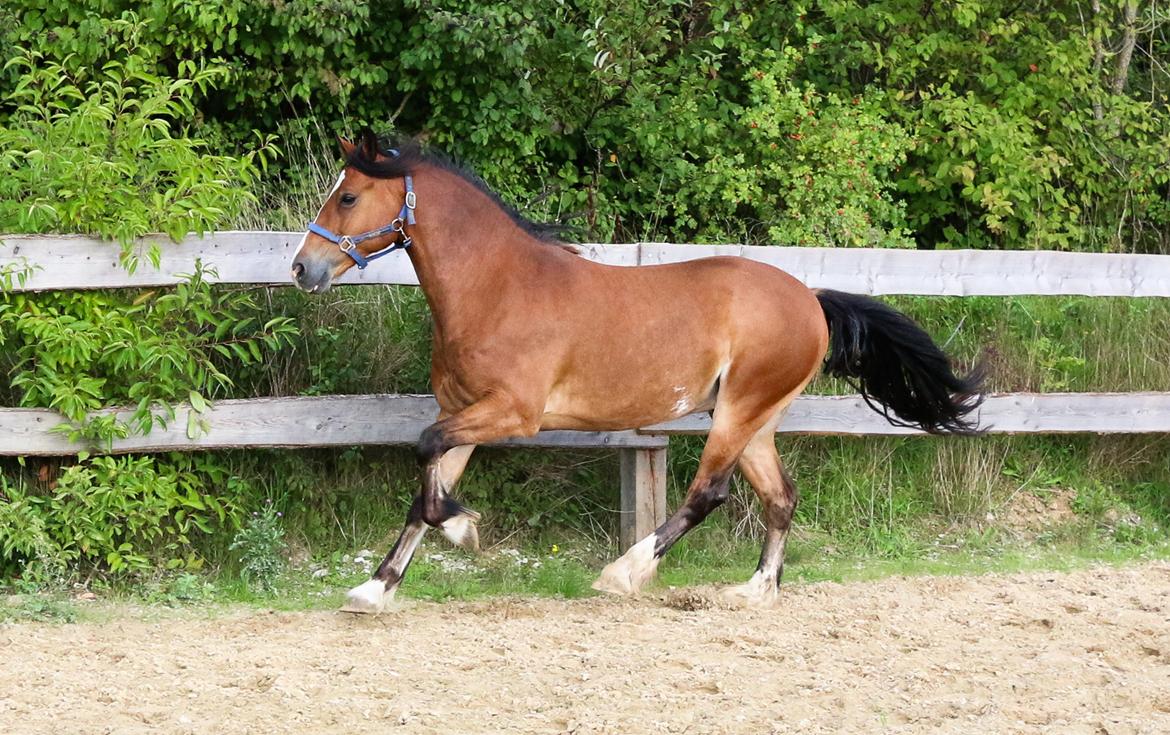 Welsh Cob (sec D) Danaway Sparc * avlshingst * billede 9