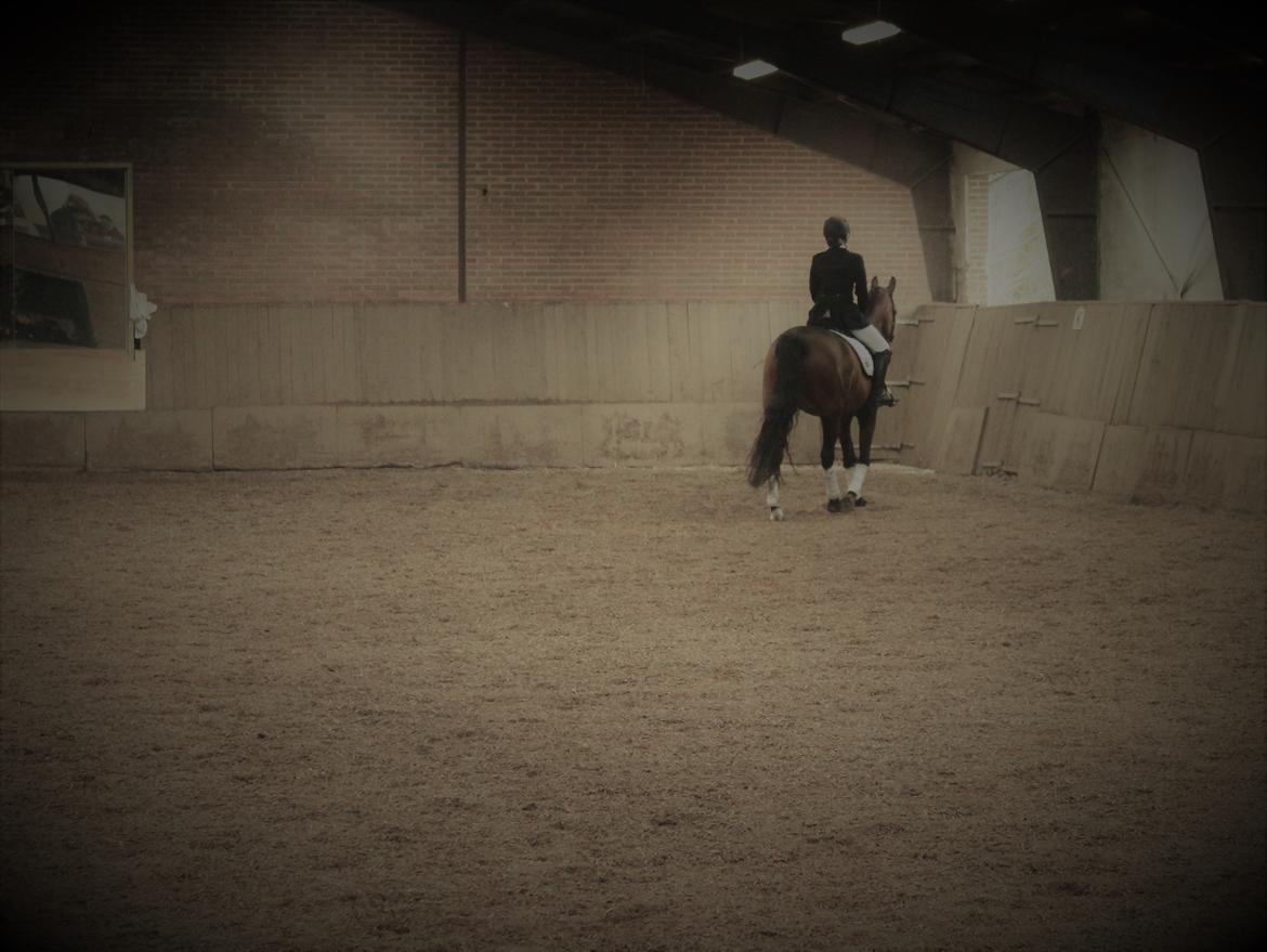 Dansk Varmblod Rotterdam's twinsister billede 19