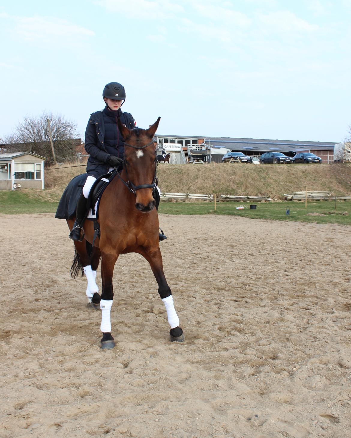 Dansk Varmblod Rotterdam's twinsister - hendes sidste stævne energien var i så god så det blev schenkelvigninger med god overtrædning billede 15