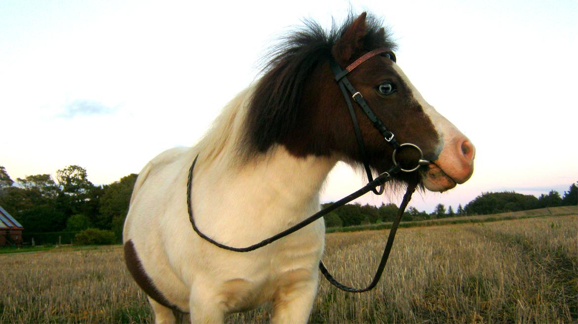 Miniature Pepsi billede 3